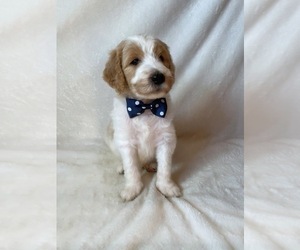 Goldendoodle Puppy for sale in CHESNEE, SC, USA