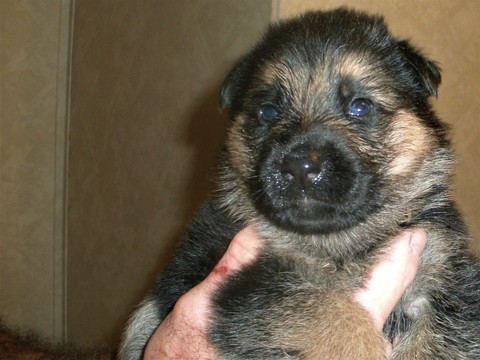 Medium Photo #1 German Shepherd Dog Puppy For Sale in WILLIAMSBURG, KY, USA