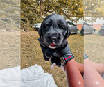 Puppy Zeus Golden Mountain Dog