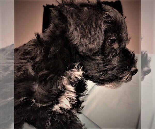 Medium Photo #5 Schnoodle (Miniature) Puppy For Sale in ROLLA, MO, USA