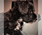 Small Photo #5 Schnoodle (Miniature) Puppy For Sale in ROLLA, MO, USA