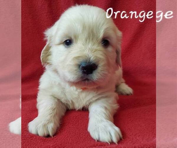 Medium Photo #4 English Cream Golden Retriever Puppy For Sale in CLANTON, AL, USA