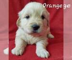 Small #3 English Cream Golden Retriever