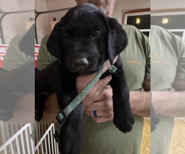 Medium Photo #5 Labrador Retriever Puppy For Sale in BEECHER CITY, IL, USA