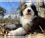 Small Photo #12 Bordoodle Puppy For Sale in GUTHRIE, OK, USA