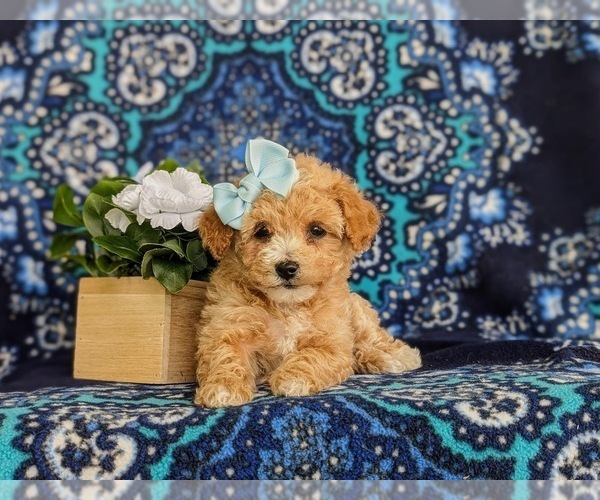 Medium Photo #6 Poovanese Puppy For Sale in STRASBURG, PA, USA