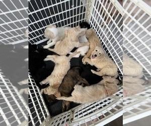 Goldendoodle Litter for sale in SPRINGFIELD, IL, USA
