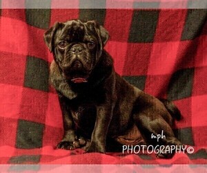 Jug-Pug Mix Puppy for sale in LIBERTY, KY, USA