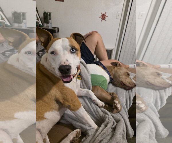 Medium Photo #2 American Pit Bull Terrier Puppy For Sale in Chandler, AZ, USA