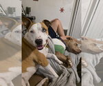 Small Photo #2 American Pit Bull Terrier Puppy For Sale in Chandler, AZ, USA