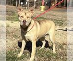 Small #3 Siberian Husky Mix