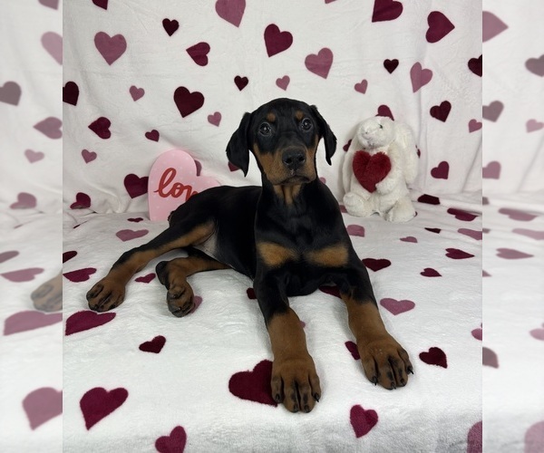 Medium Photo #1 Doberman Pinscher Puppy For Sale in GREENFIELD, IN, USA