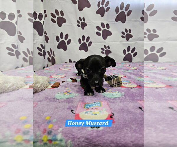 Medium Photo #1 Chiweenie Puppy For Sale in Metairie, LA, USA