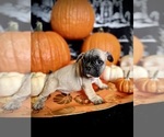 Puppy King Warrior French Bulldog
