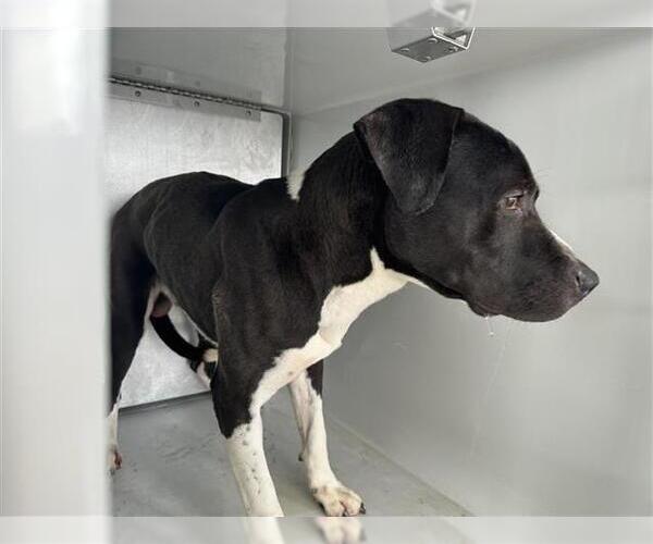 Medium Photo #1 Mutt Puppy For Sale in Houston, TX, USA