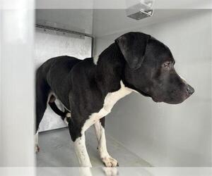 Mutt Dogs for adoption in Houston, TX, USA