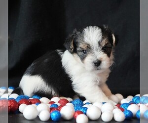 Morkie Puppy for sale in ROCK VALLEY, IA, USA