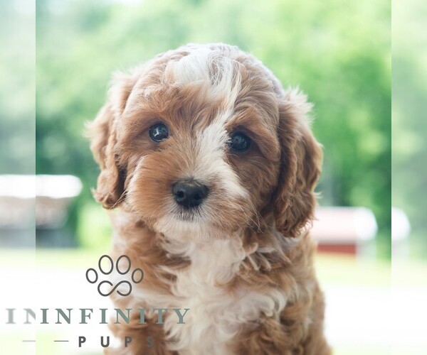 Medium Photo #1 Cavapoo (Miniature) Puppy For Sale in DORNSIFE, PA, USA