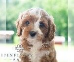 Small Cavapoo (Miniature)