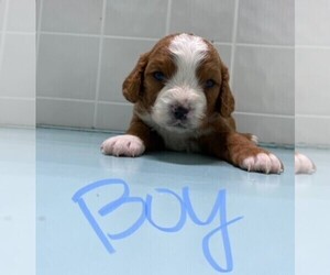Cavalier King Charles Spaniel-Poodle (Toy) Mix Puppy for sale in CLARE, IL, USA
