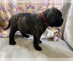 Puppy Puppy 4 Mastiff