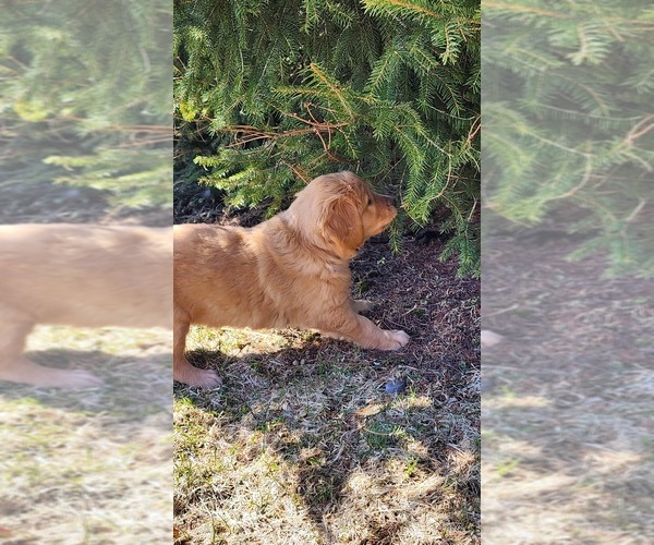Medium Photo #39 Golden Retriever Puppy For Sale in GREENWOOD, WI, USA
