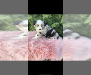 Miniature Australian Shepherd Puppy for sale in NILES, MI, USA