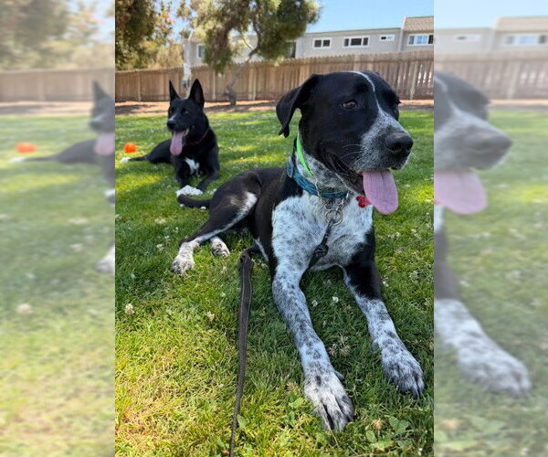 Medium Photo #3 Lab-Pointer Puppy For Sale in San Diego, CA, USA