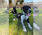 Small #2 Lab-Pointer