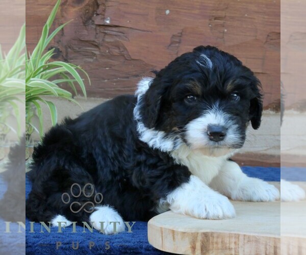Medium Photo #4 Bernedoodle (Miniature) (+ Poodle Miniature) Puppy For Sale in NARVON, PA, USA