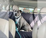 Small #14 American Staffordshire Terrier Mix