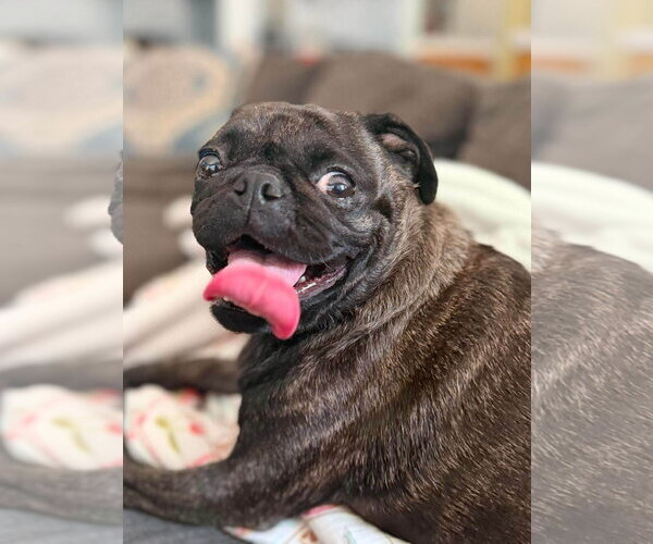 Medium Photo #8 Pug-Unknown Mix Puppy For Sale in San Diego, CA, USA
