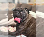 Small #7 Pug Mix