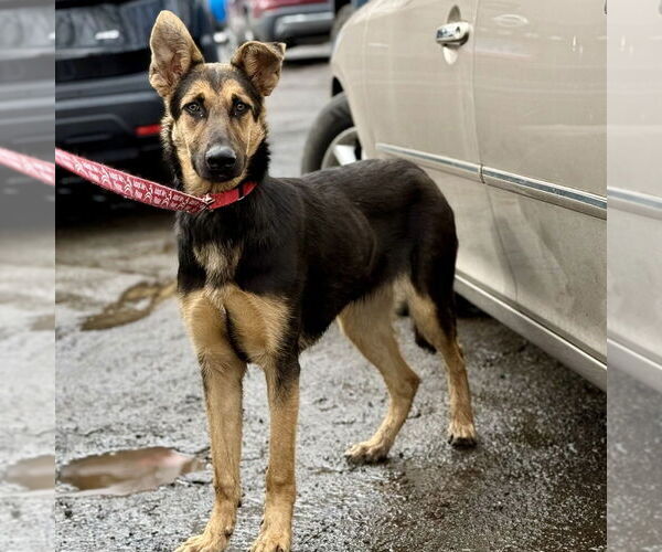 Medium Photo #8 German Shepherd Dog-Unknown Mix Puppy For Sale in Canton, CT, USA