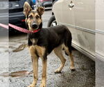 Small #7 German Shepherd Dog Mix