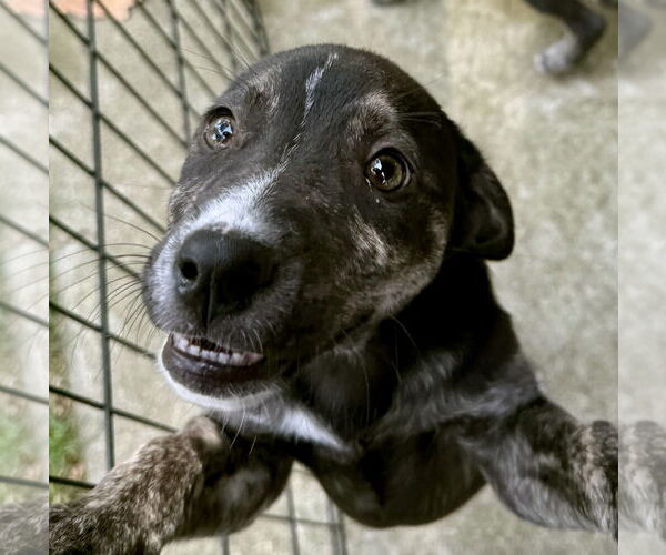 Medium Photo #10 Borador Puppy For Sale in GILBERTS, IL, USA
