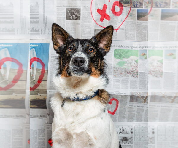 Medium Photo #14 Border Collie-Unknown Mix Puppy For Sale in Mundelein, IL, USA