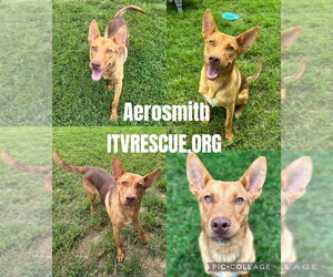 Aerosmith - Male Mutt Dog for Adoption - Photo #6