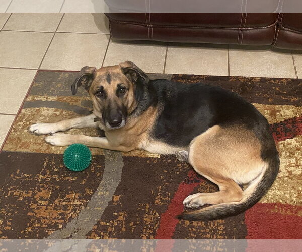 Medium Photo #3 German Shepherd Dog-Unknown Mix Puppy For Sale in Mobile, AL, USA