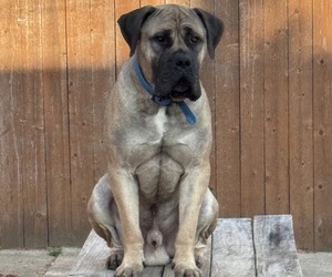 Father of the Boerboel puppies born on 09/18/2025