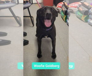 American Staffordshire Terrier-Labrador Retriever Mix Dogs for adoption in Richmond, IN, USA