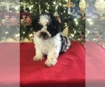 Small Photo #9 Poodle (Miniature)-Zuchon Mix Puppy For Sale in BOWLING GREEN, KY, USA