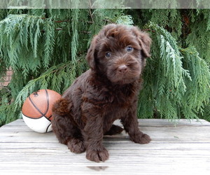 Labradoodle Puppy for sale in MILLERSBURG, OH, USA