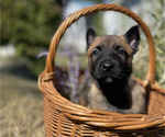 Small #6 Belgian Malinois