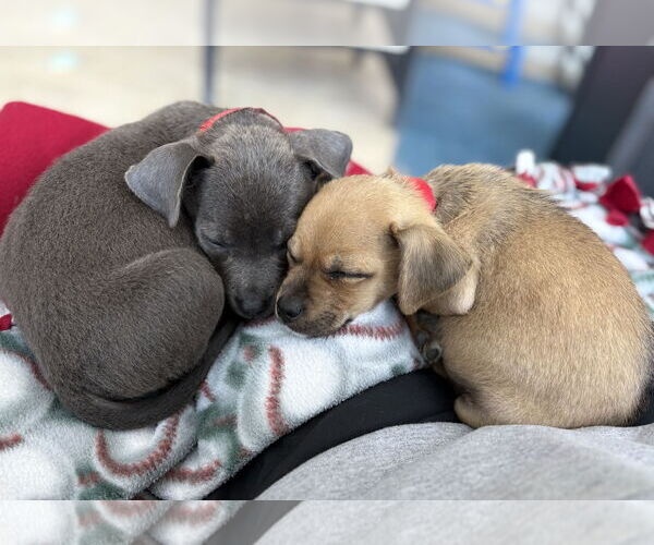 Medium Photo #3 Mutt Puppy For Sale in Davis, CA, USA