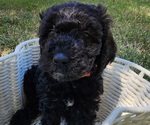 Small Photo #4 Doodle-Goldendoodle Mix Puppy For Sale in WACO, TX, USA