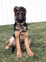 View Ad: Listing Puppy for Sale ADN-65801, Mount Vernon, Washington, USA