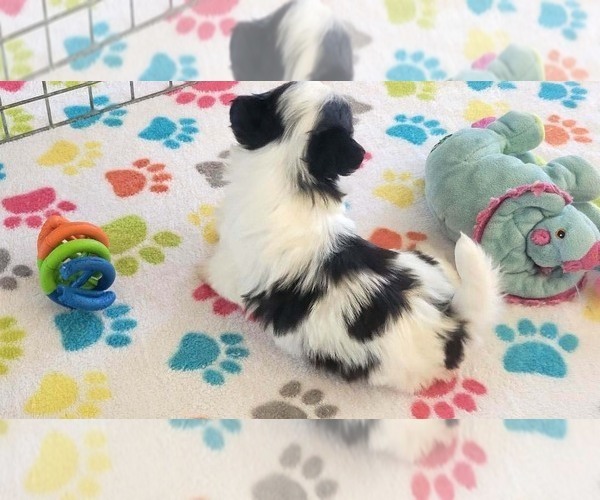 Medium Photo #12 Papitese Puppy For Sale in ORO VALLEY, AZ, USA