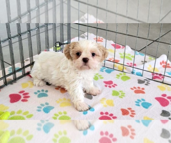 Medium Photo #7 Shih Tzu Puppy For Sale in ORO VALLEY, AZ, USA