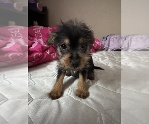 Yorkshire Terrier Puppy for sale in SURPRISE, AZ, USA